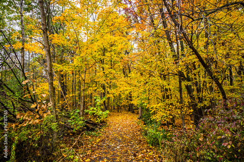 Fall Colored Forest © Chris Gardiner