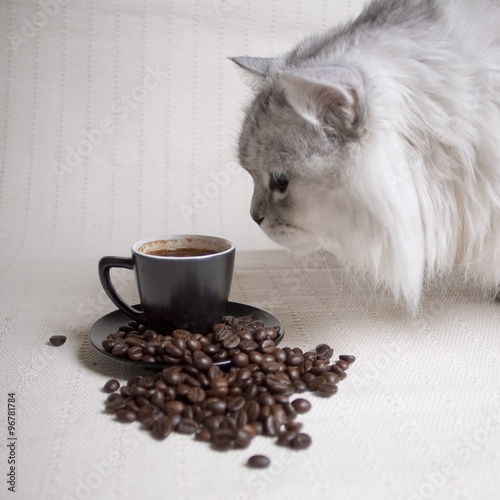 cats and cup of coffee