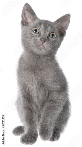 Small gray shorthair kitten sitting