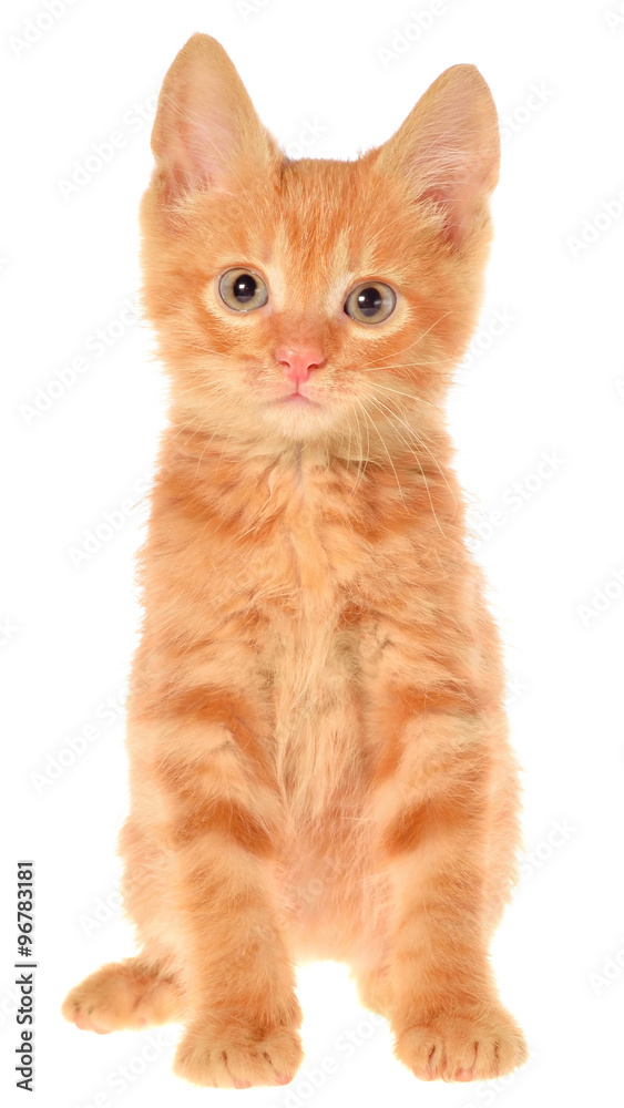 Obraz premium Orange kitten sitting