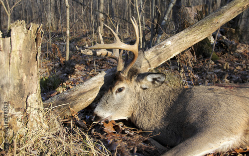 Wisconsin Whitetail Buck Shot Hunting