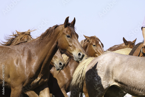 Fototapeta Naklejka Na Ścianę i Meble -  manada de caballos
