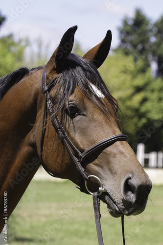 cabeza de caballo de polo o pato