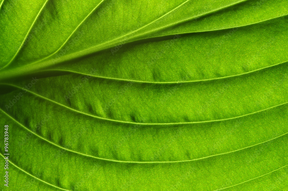 green leaf texture green leaf texture