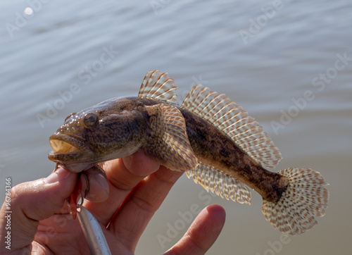 Caught Gobius marmoratus