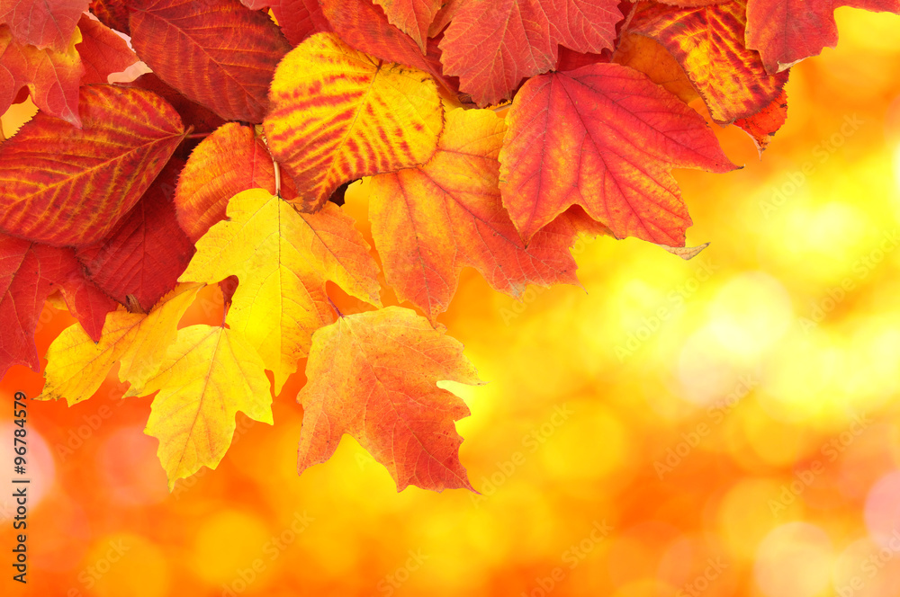 branch with autumn leaves branch with autumn leaves