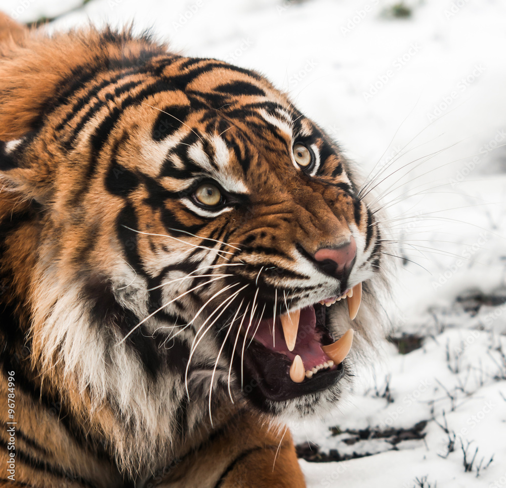 Obraz premium Siberian tiger on snow