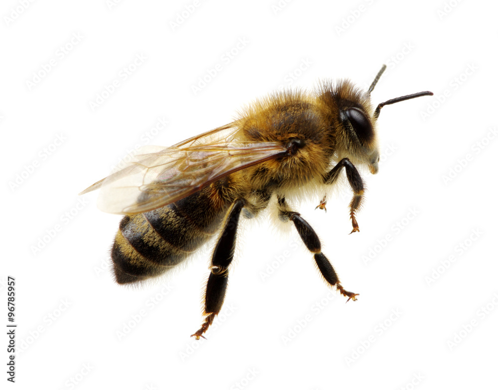 bee bee
