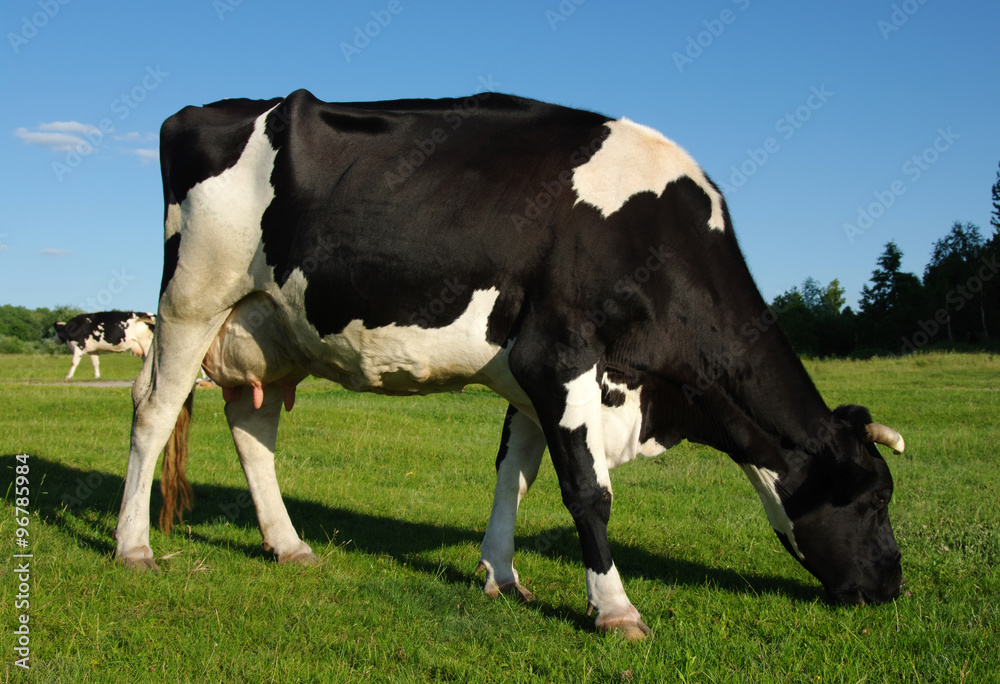 Cow