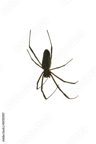 Black Spider Isolated