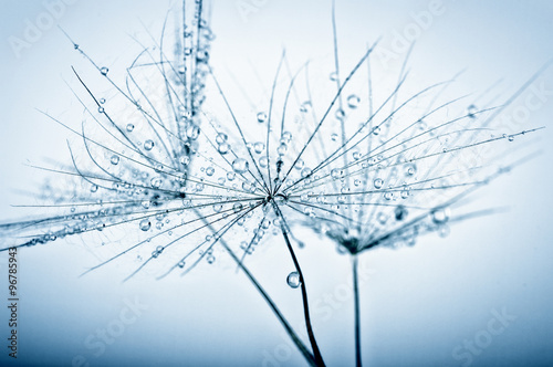dandelion