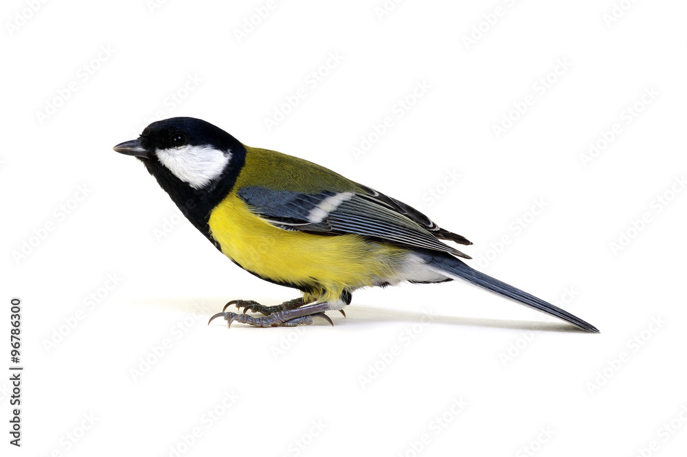 Fototapeta premium great tit