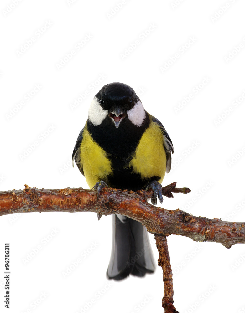 Fototapeta premium great tit
