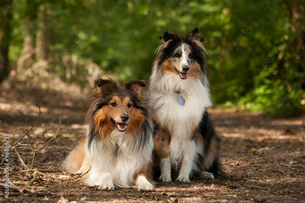 2  border collie dogs in the forest