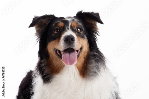  border collie with tonque