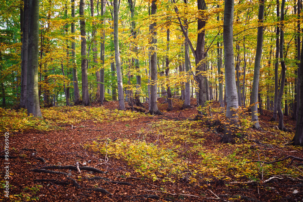 Obraz premium Herbstliche Waldstimmung