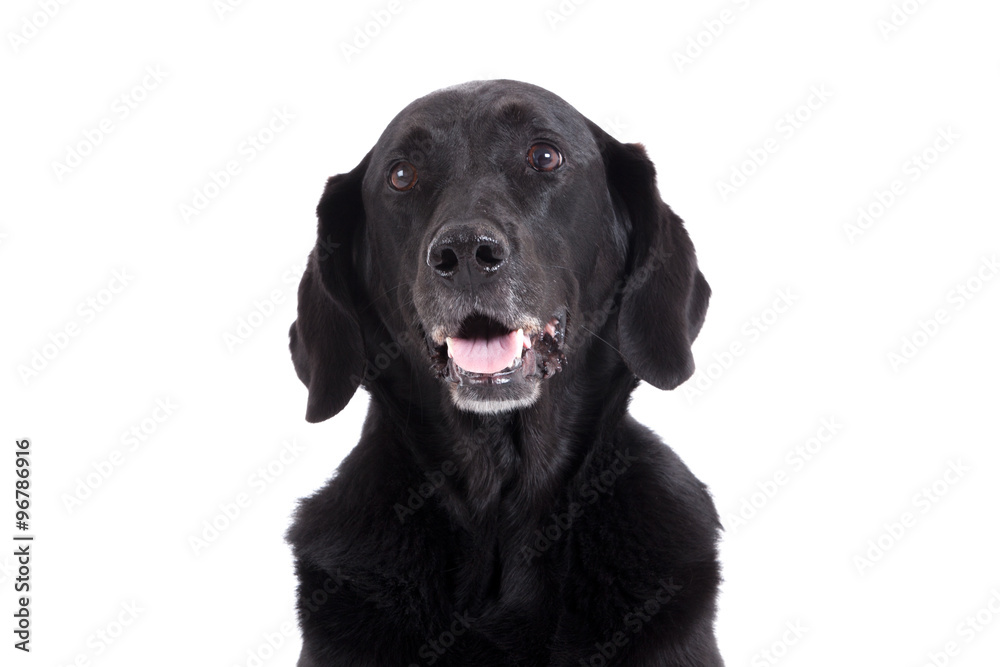 Portrait of labrador