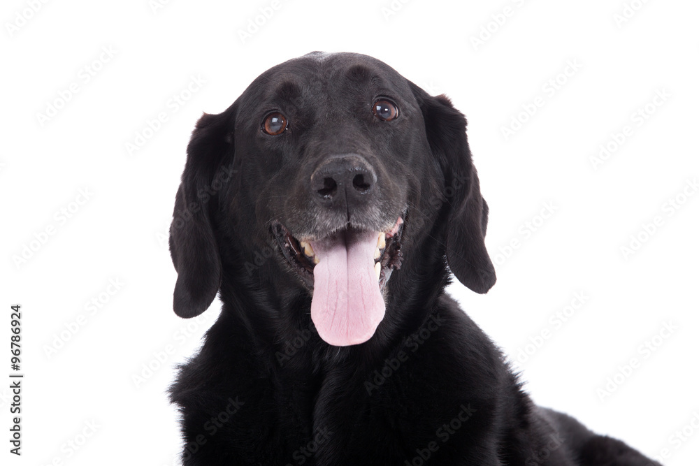 Lovely labrador Lovely labrador