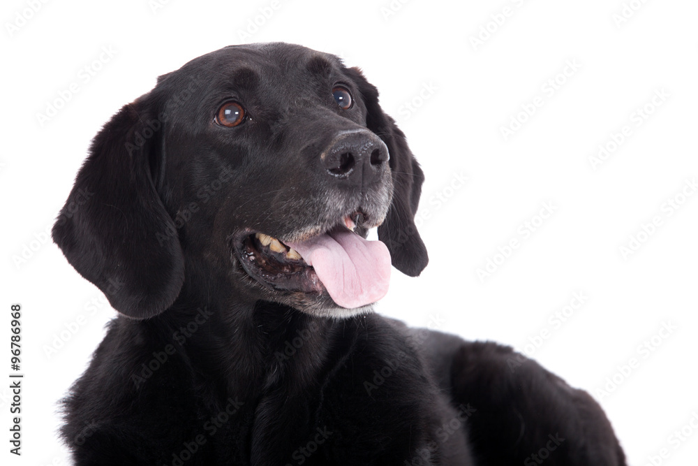 labrador with tonque labrador with tonque
