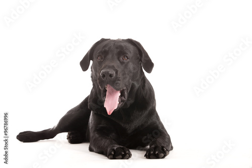 labrador on white