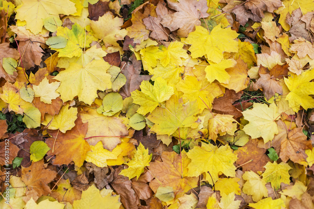 Autumn leaves Autumn leaves