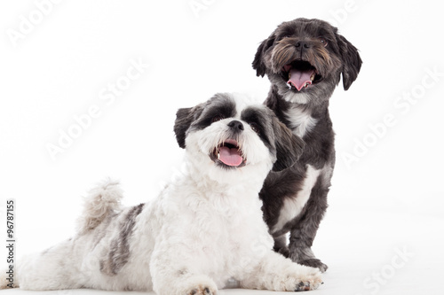 2 young shi tzu dogs