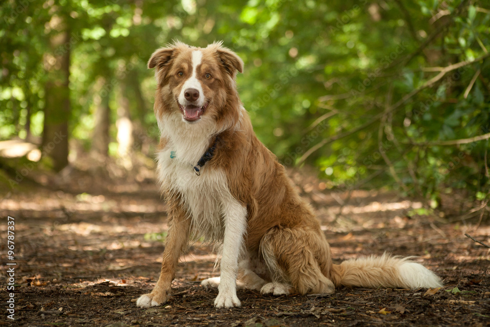 A border collie in the forest