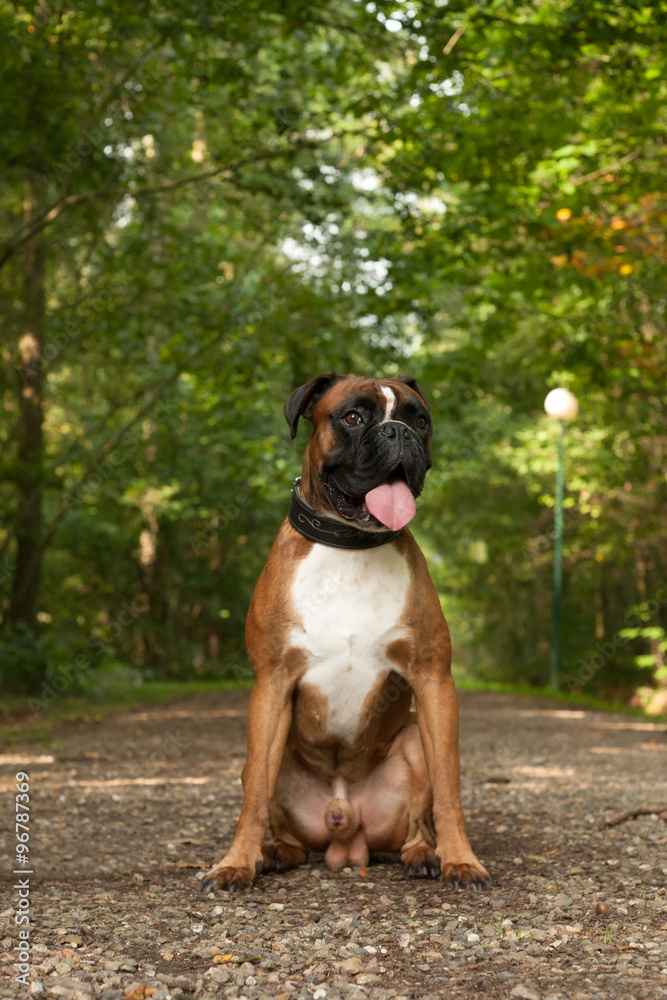 Boxer in the forest