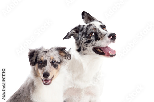 Portrait of 2  blue merle dogs