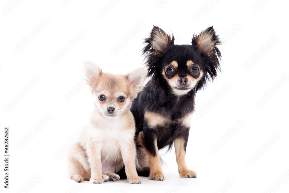 2 chihuahua dogs on white