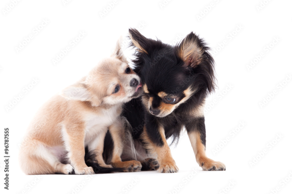 2 chihuahua dogs are caring