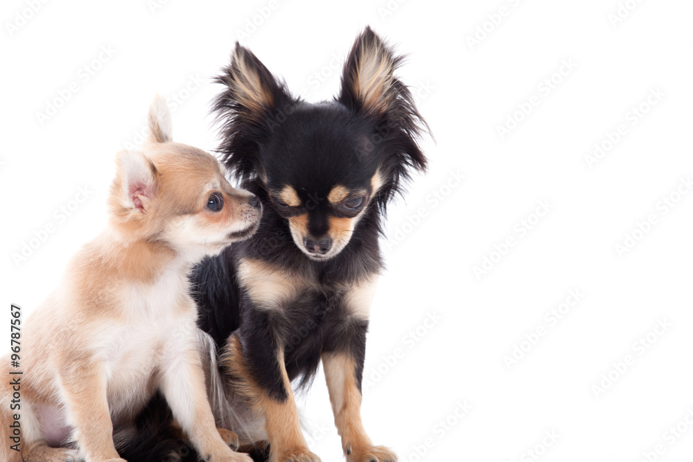 2 chihuahua dogs on white