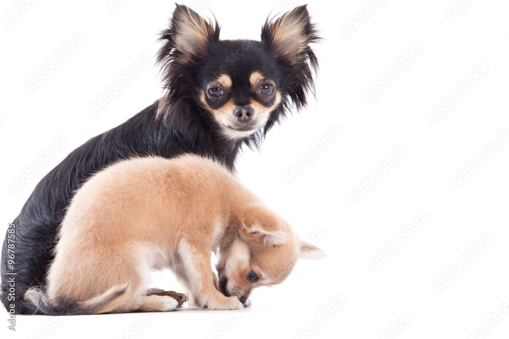 Weet chihuahua dogs Weet chihuahua dogs