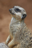 Close-up of the meerkat
