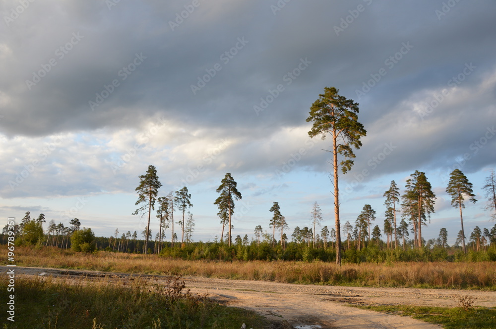 Obraz premium Брянская природа