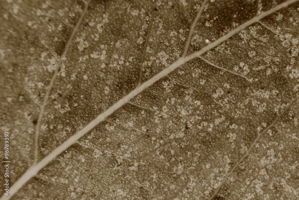 sepia tone blurry macro background of dry leaf, focus on center of the image.