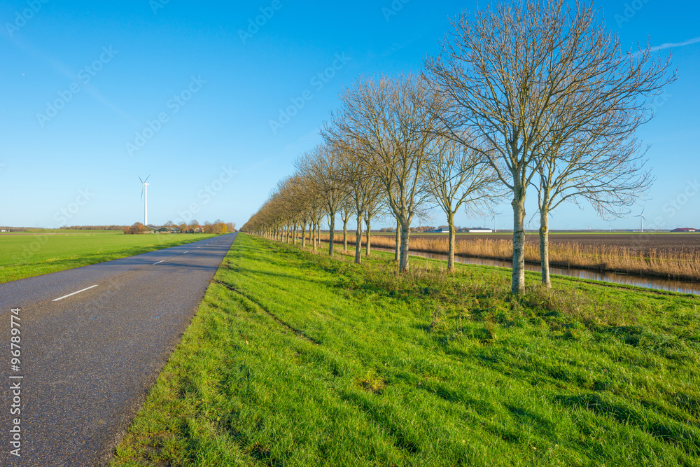 Fototapeta premium Row of trees along a road in autumn