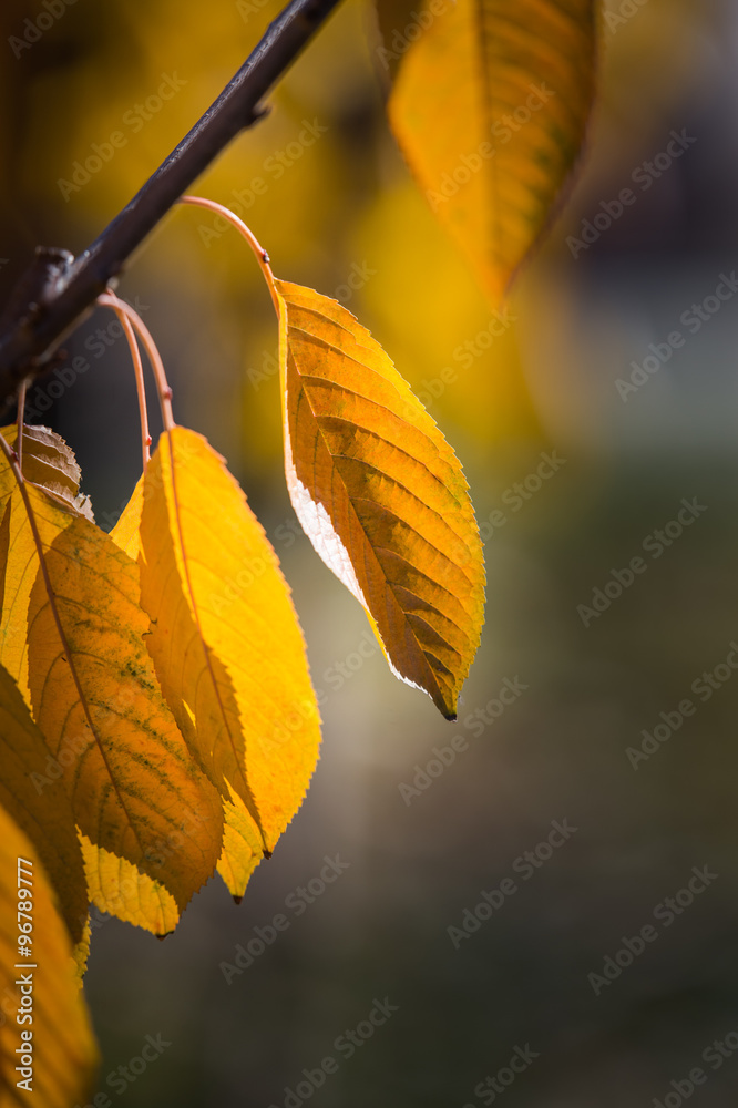 Obraz premium cherry leaf in autumn