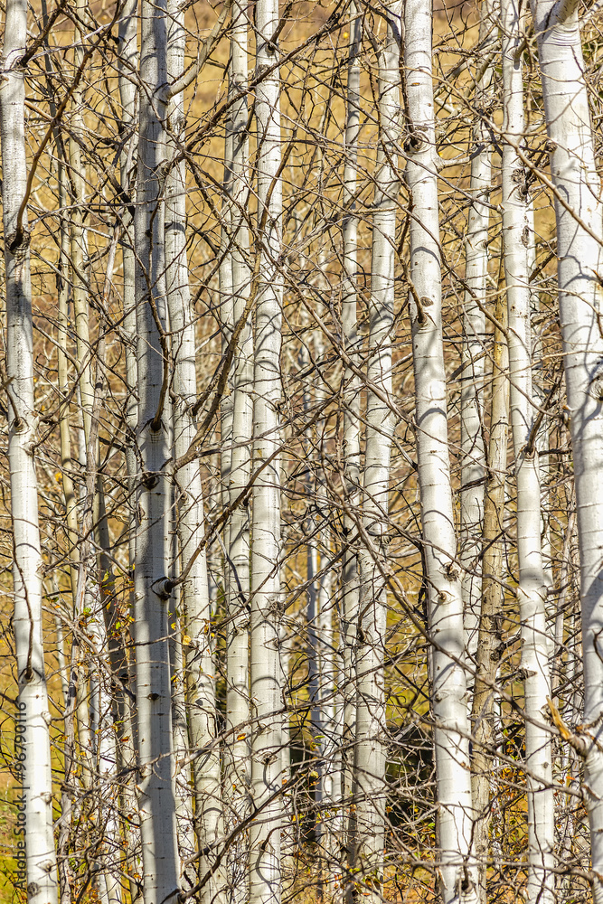 Aspen Tree Grove Aspen Tree Grove