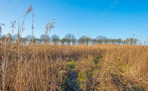 Reed in a field below a blue sky in autumn