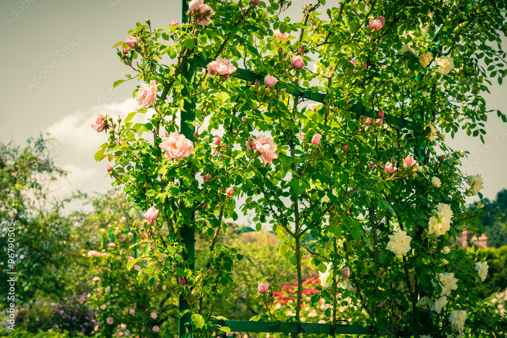 Bush of beautiful roses in a garden Bush of beautiful roses in a garden