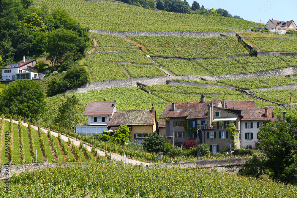 Naklejka premium Lavaux vineyards on Lake Geneva, Switzerland