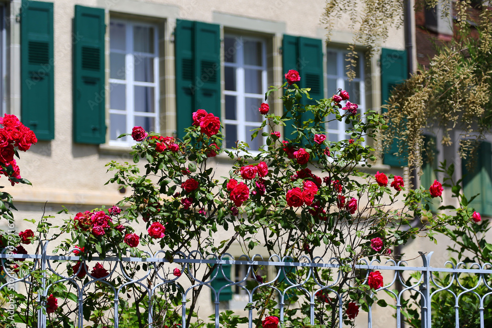 Traditional windows and green shutters with red roses in foreground in small port town of Lutry, Switzerland