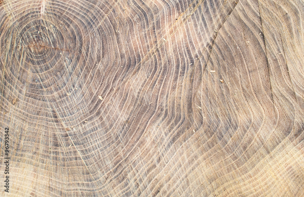 Top view of the surface of the fresh stump with annual rings Top view of the surface of the fresh stump with annual rings