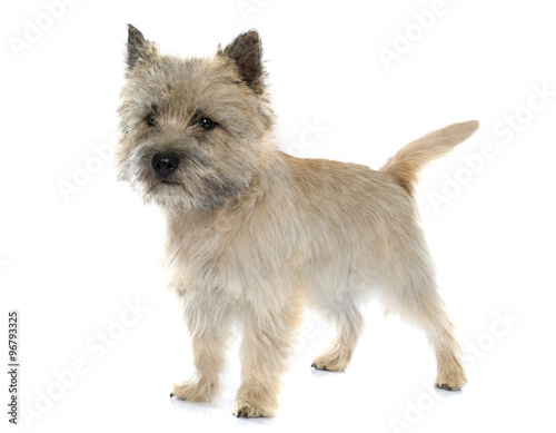 purebred cairn terrier photo