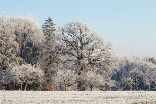 Sulzeiche mit Reif am Schönbuchrand - Quercus robur photo