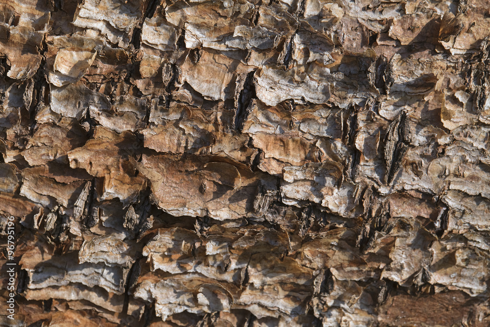 Flaking pine bark Flaking pine bark