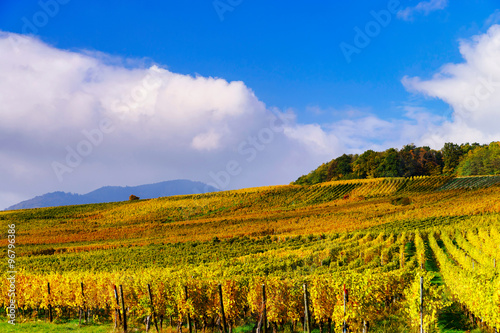 Autumnal colors of alsacien vineyards  France