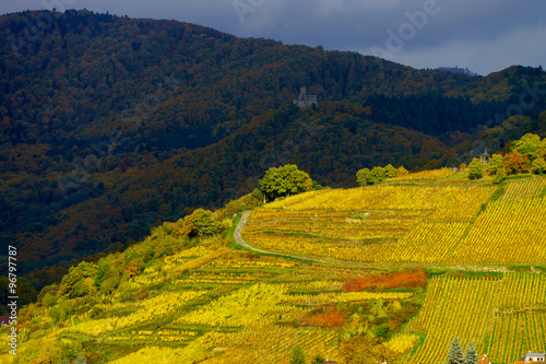 Vivid colors of autumn vineyards in Andlau, Alsace photo