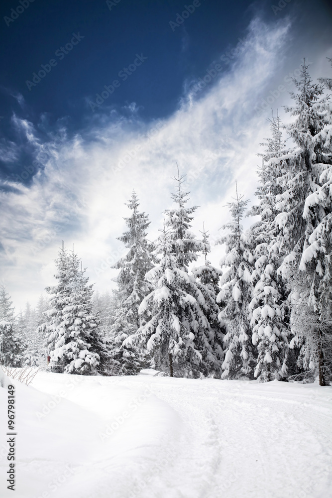 Fototapeta premium Snowy path in the forest